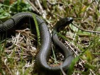 Осторожно змеи